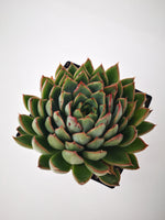 Succulent (Tender) Echeveria Sagita