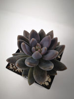 Succulent (Tender) Echeveria haagei Tolimanensis