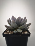 Succulent (Tender) Echeveria haagei Tolimanensis