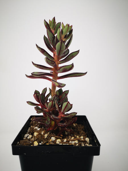 nodulosa succulent Succulent (Tender) Echeveria nodulosa Arrow Shaped – The Greenery Garden Centre