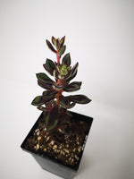 echeveria arrow succulent Succulent (Tender) Echeveria nodulosa Arrow Shaped – The Greenery Garden Centre