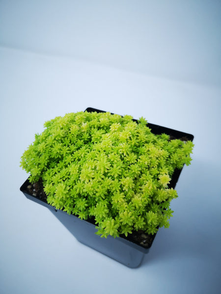 fine gold leaf succulent care Succulent (Tender) Sedum Fine Gold Leaf – The Greenery Garden Centre
