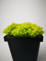fine gold leaf succulent care Succulent (Tender) Sedum Fine Gold Leaf – The Greenery Garden Centre