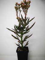Succulent (Tender) Kalanchoe laciniata