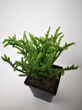 Succulent (Tender) Crassula pseudolycopodioides