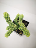 Succulent (Tender) Sedum morganianum Burrito