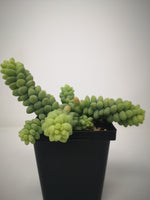 Succulent (Tender) Sedum morganianum Burrito