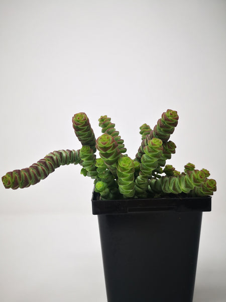 hottentot succulent Succulent (Tender) Crassula marnieriana Hottentot – The Greenery Garden Centre