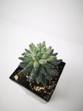 Succulent (Tender) Pachyphytum compactum