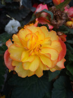 Begonia Non-Stop Fire
