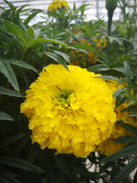 Marigold Bali Yellow
