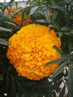 Marigold Bali Orange