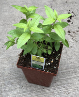 Lemon Verbena