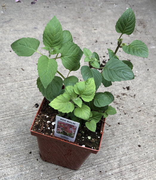 can bee balm be planted in a pot Bee Balm – The Greenery Garden Centre