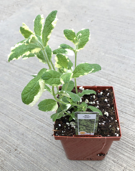 mint pineapple plant Mint Pineapple – The Greenery Garden Centre