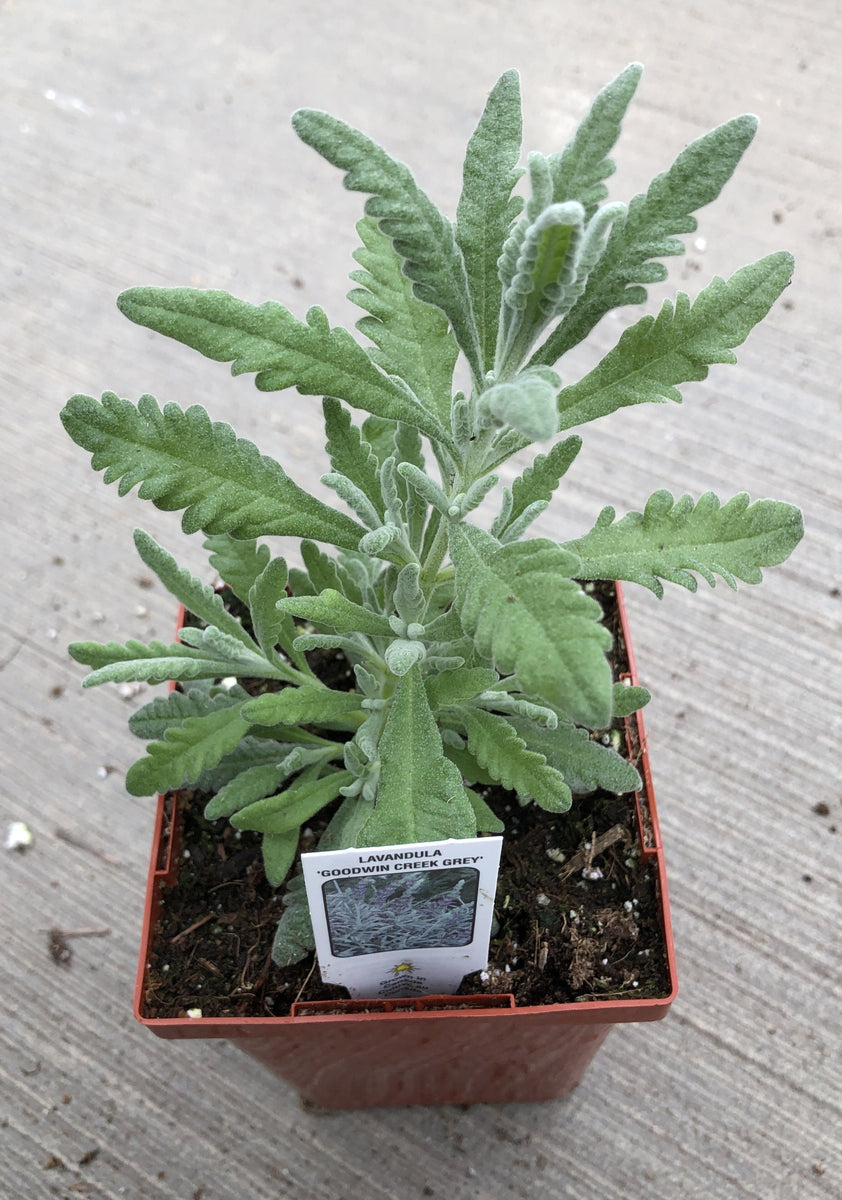 Lavender Goodwin Creek Grey – The Greenery Garden Centre