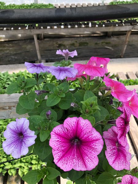 Petunias Just Madness Mix