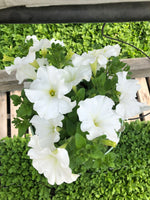Petunias Super Cascade White