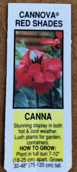 Canna Lily Cannova Red Shades