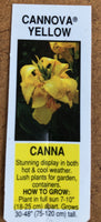 Canna Lily Cannova Yellow