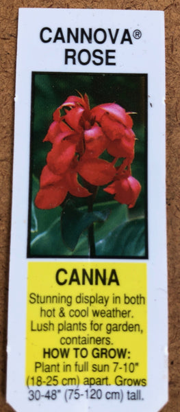 Canna Lily Cannova Rose