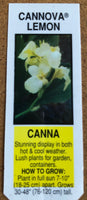 Canna Lily Cannova Lemon
