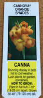 Canna Lily Cannova Orange Shades