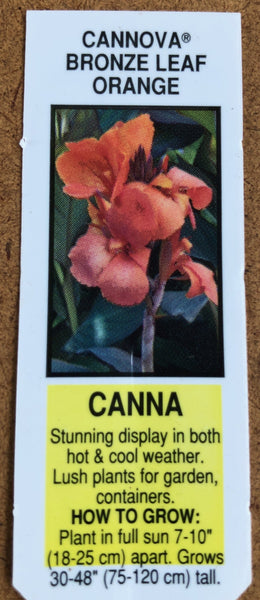 Canna Lily Cannova Bronze Leaf Orange