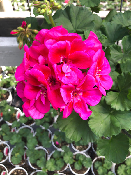 Geranium Zonal Fantasia Purple Sizzle