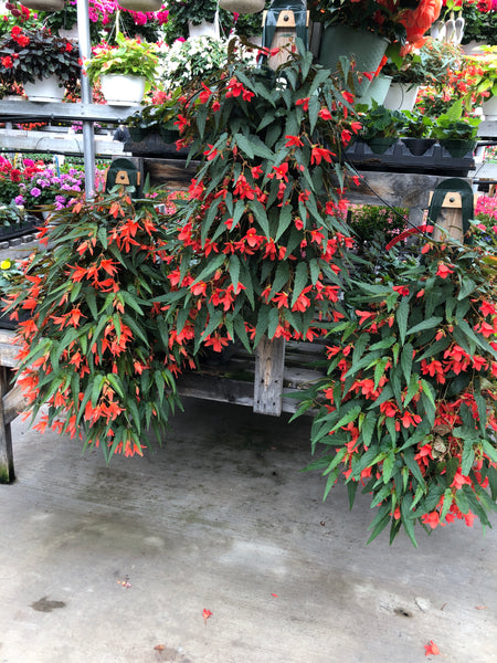 Wallbag Trailing Begonia Orange