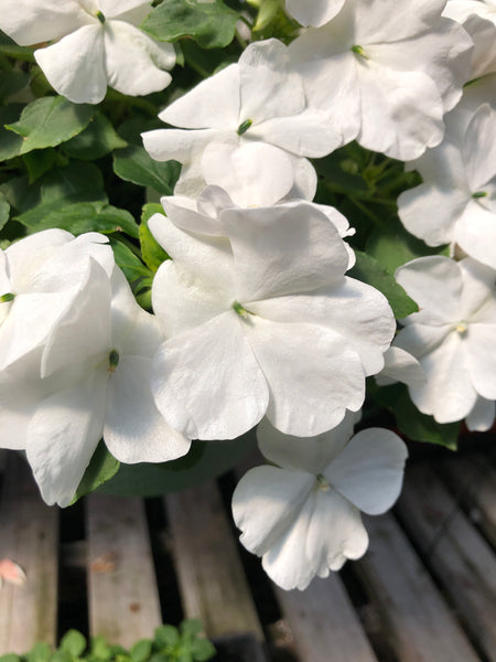 Seed Impatiens White