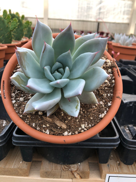 mexican giant succulent Succulent (Tender) Echeveria colorata Mexican Giant – The Greenery Garden Centre