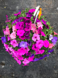 Petunias Just Beachin' Mix