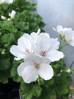 Martha Washington Candy Flowers White