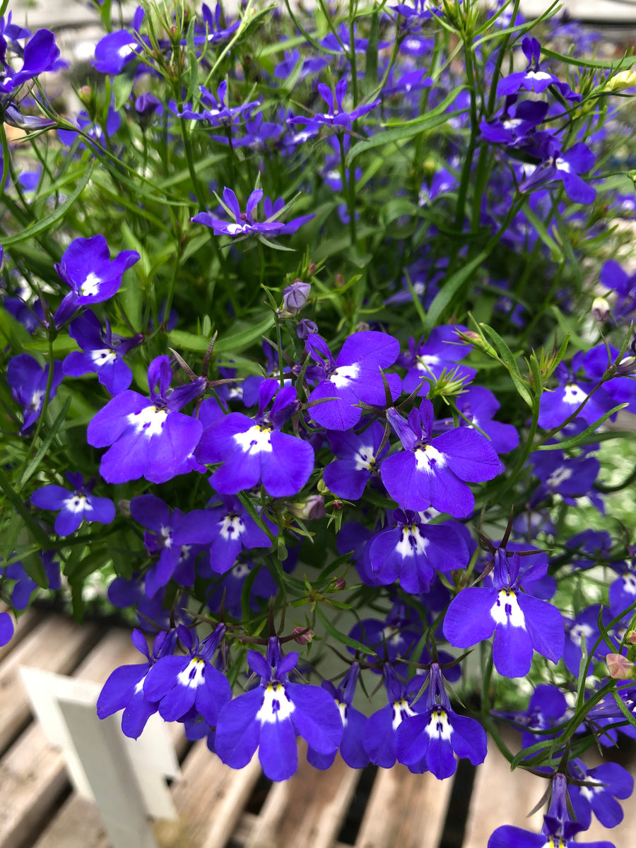 Lobelia Riviera Blue Eyes The Greenery Garden Centre