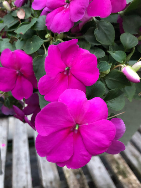 Seed Impatiens Lilac