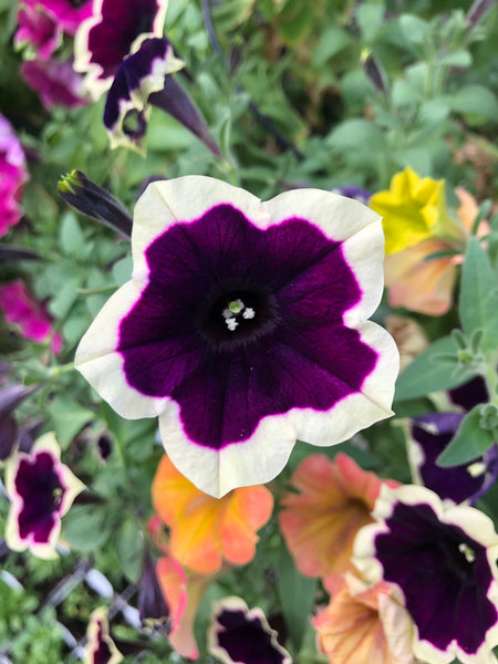 Petunias Cascadia Magenta Rim