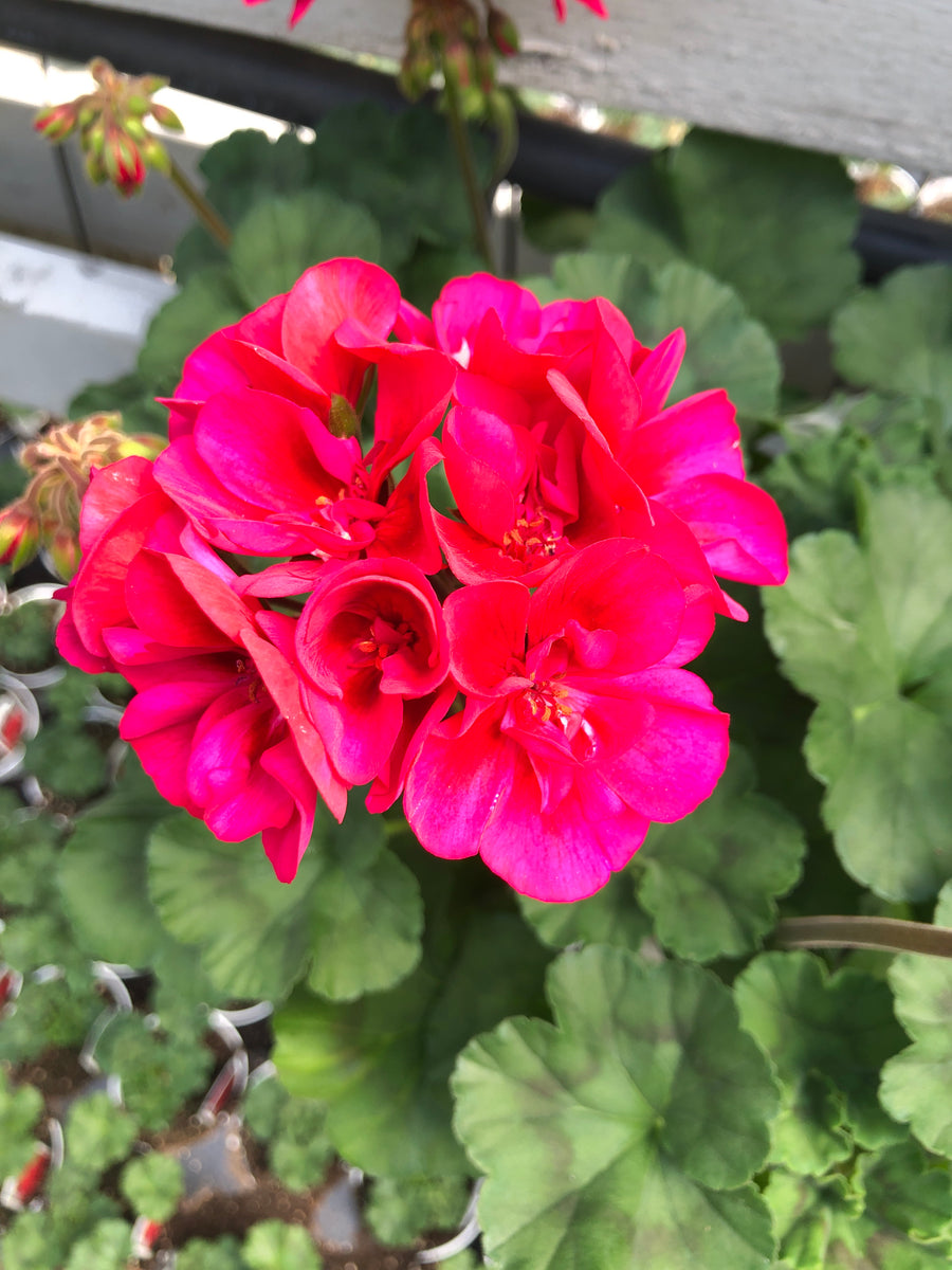 Geranium Zonal Fantasia Cranberry Sizzle – The Greenery Garden Centre