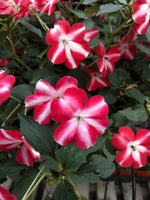 Seed Impatiens Red Star