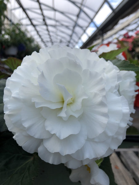 Begonia Non-Stop White