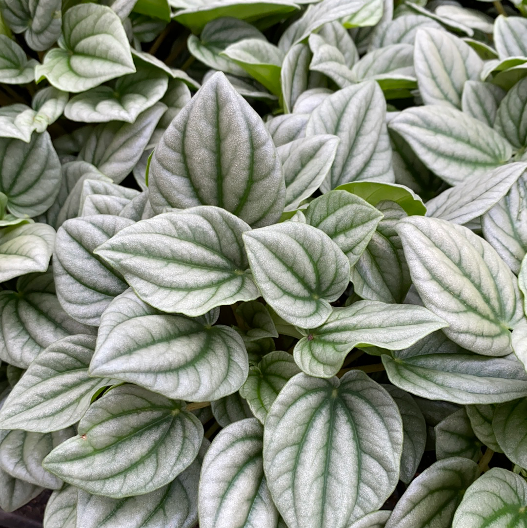 Pepperomia Caperata Silver Ripple – The Greenery Garden Centre