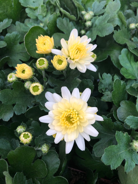 Hardy Garden Mum Chelsey White