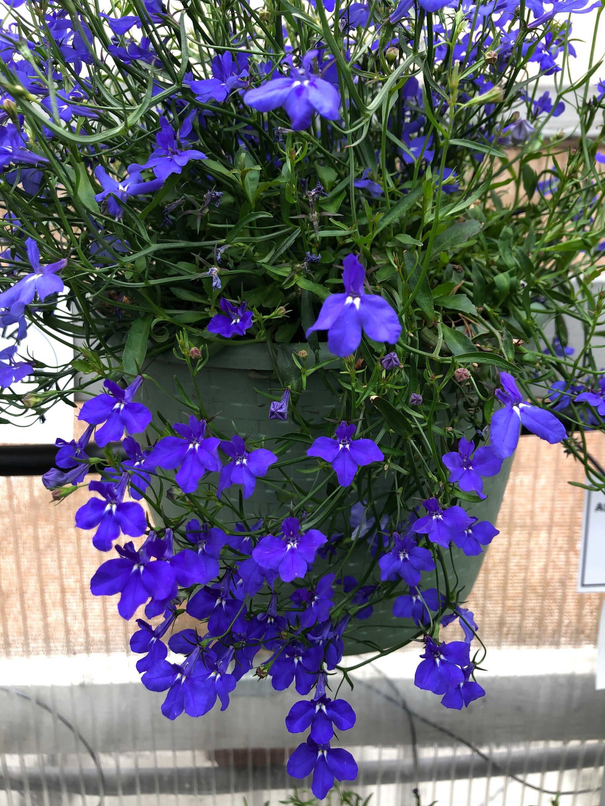 Lobelia Regatta Marine Blue – The Greenery Garden Centre