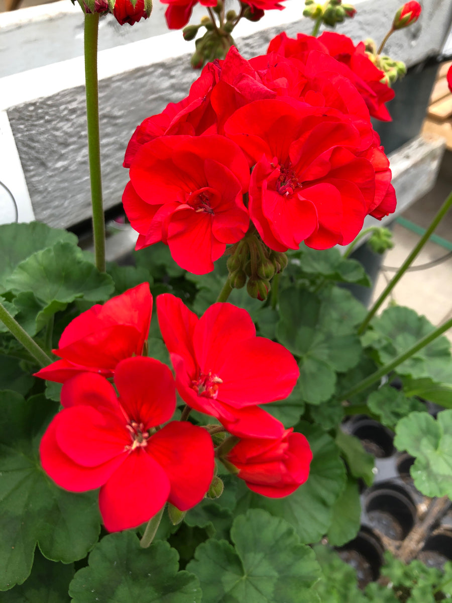 Geranium Zonal Americana Bright Red – The Greenery Garden Centre