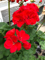 Geranium Zonal Americana Bright Red