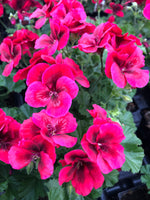 Martha Washington Candy Flowers Bright Red