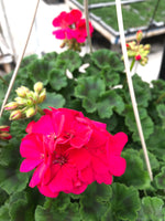 Geranium Zonal Rocky Mountain Magenta