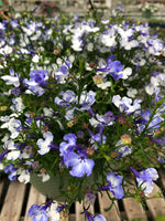 Lobelia Riviera Blue Splash