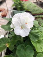 Geranium Seed Maverick White