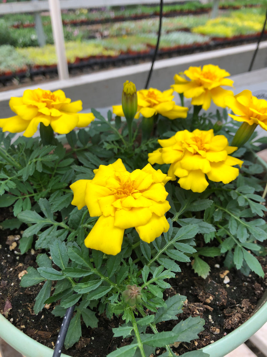 Marigold Safari Yellow – The Greenery Garden Centre